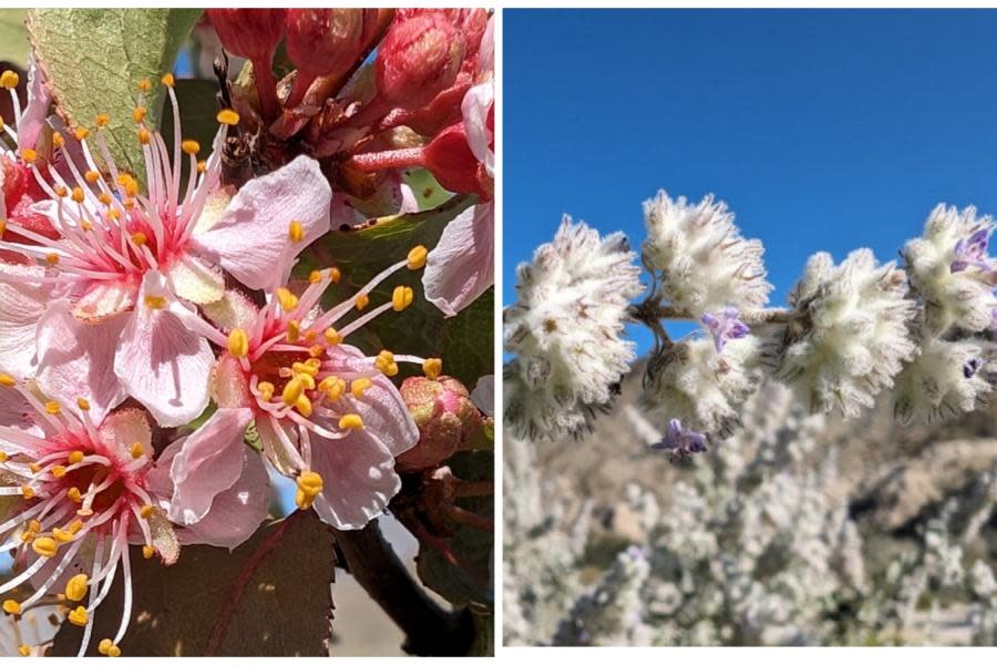 Por lluvias invernales desierto de Anza Borrego en San Diego se llena de flores 