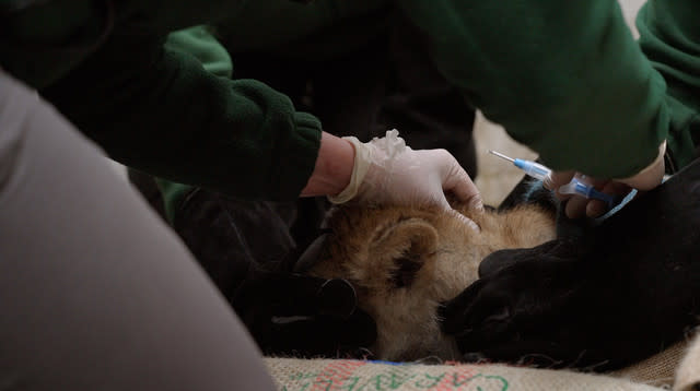 Adorable lion cubs receive first health check