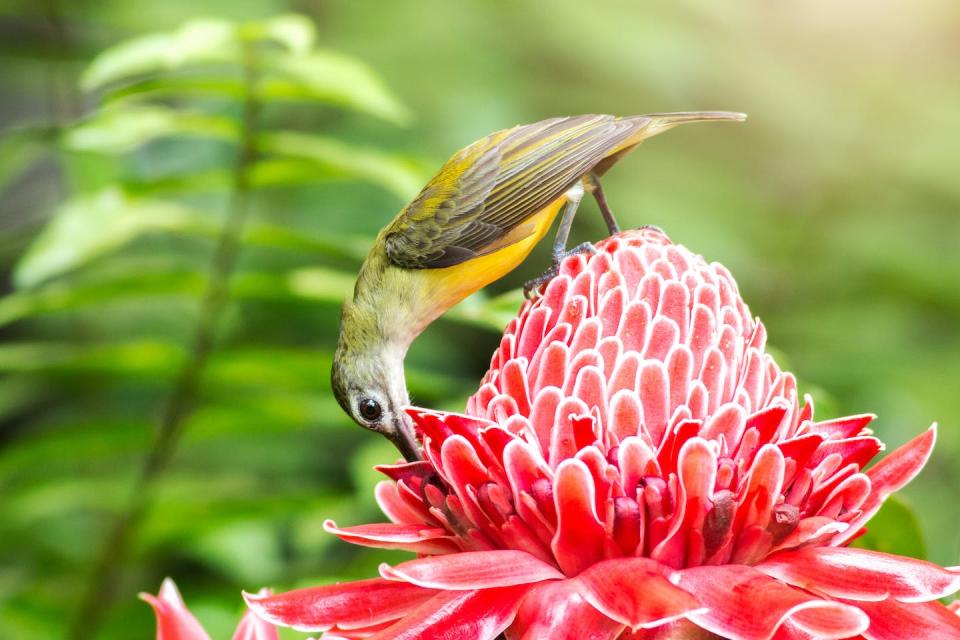 Birds and other animals fertilize plants by transporting pollen between them – enabling them to produce fruits and seeds that humans eat. <a href="https://www.gettyimages.com/detail/photo/little-spiderhunter-bird-royalty-free-image/858993576?adppopup=true" rel="nofollow noopener" target="_blank" data-ylk="slk:krisanapong detraphiphat/Moment via Getty Images;elm:context_link;itc:0;sec:content-canvas" class="link ">krisanapong detraphiphat/Moment via Getty Images</a>