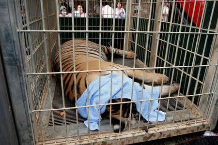 A sedated tiger is seen in a cage as officials start moving tigers from Thailand's controversial Tiger Temple, a popular tourist destination which has come under fire in recent years over the welfare of its big cats in Kanchanaburi province, west of Bangkok, Thailand, May 30, 2016. REUTERS/Chaiwat Subprasom