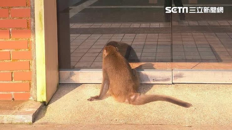 動保處表示，今日小油坑「獼猴事件」警報中午12時解除，遊客中心也已恢復開放。（圖／翻攝畫面）