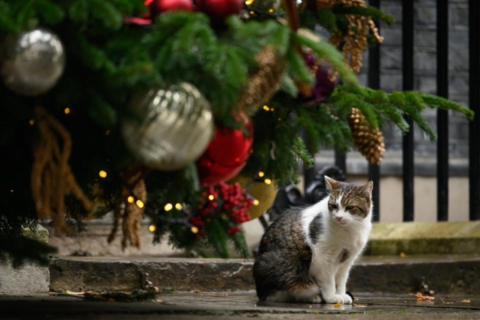 Larry the cat outside 10 Downing Street (Getty Images)