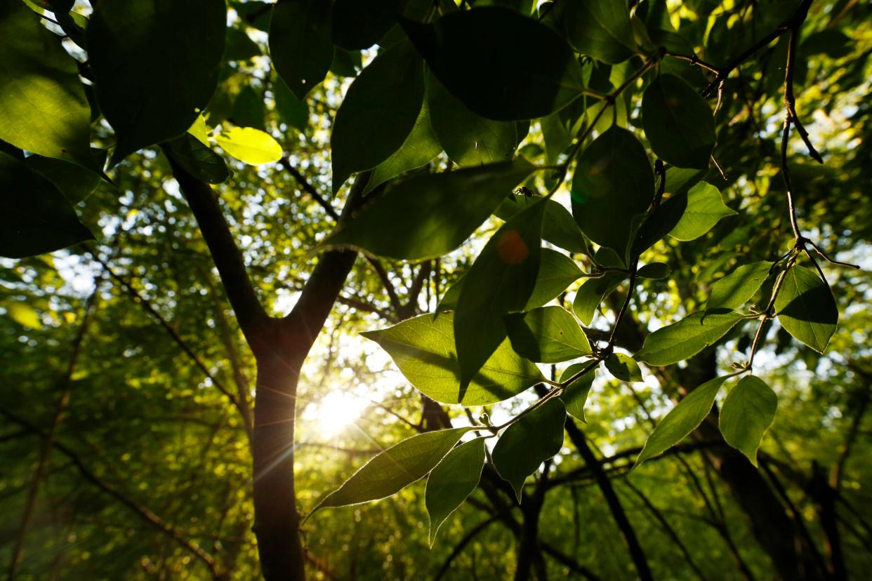 FILE - The sun shines throw the canopy on the State Botanical Garden of Georgia white trail in Athens, Ga., on Tuesday, April 18, 2023.