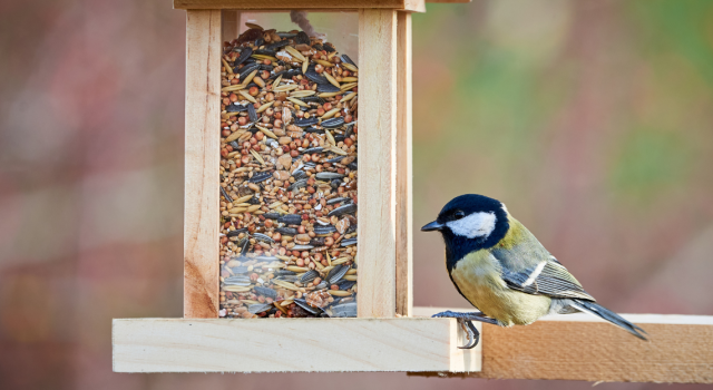 Bird Buddy, une mangeoire connectée pour observer les oiseaux