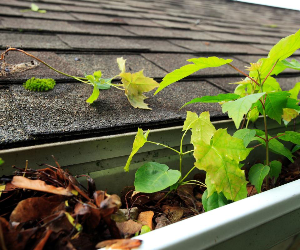 A gutter on roof full of leaves