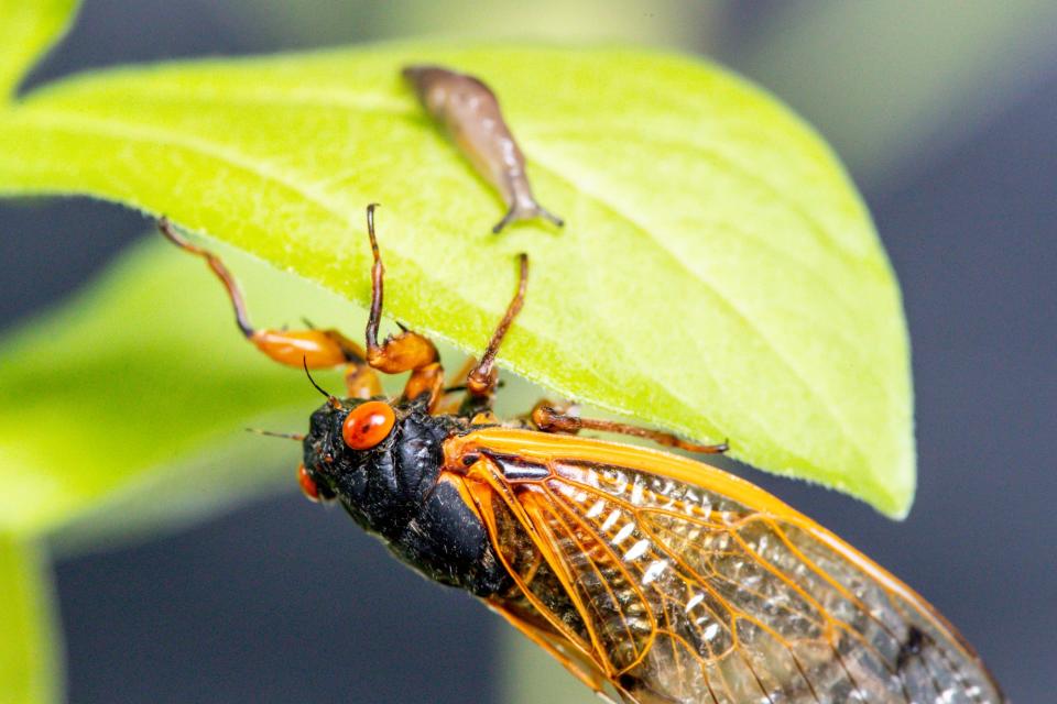 Cicadas are photographed in the studio during the emergence of Brood X 17-year cicadas in Indianapolis on Tuesday, June 8, 2021. 