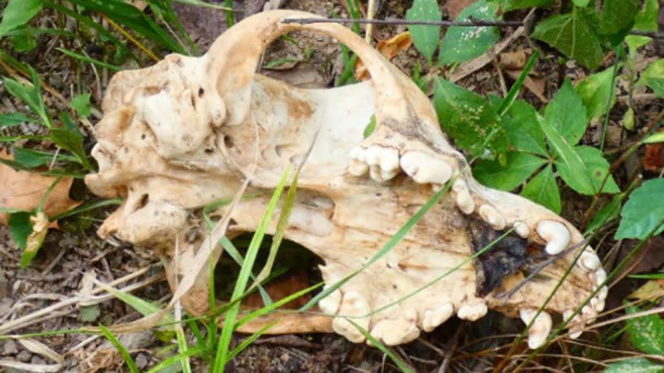 Animal remains were discovered on a suspected dog fighter's property in 2022. - United States District Court of South Carolina