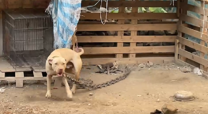 比特犬被列為危險犬隻。（圖為咬死屏東男童犬隻／東森新聞）