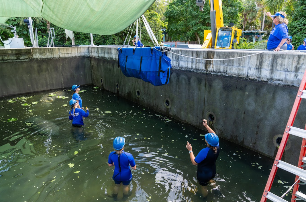 Eight manatees were transported to Florida from Ohio for their release back into the wild following rehabilitation at the Columbus and Cincinatti zoos.