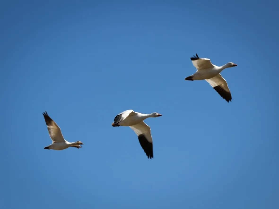 Scientists are asking hunters in Nunavut to report any sick birds they see after hundreds of snow geese who had avian flu symptoms were found dead last month in Saskatchewan and Manitoba. The birds are known to fly and nest in the territory. (Maryse Zeidler/CBC - image credit)