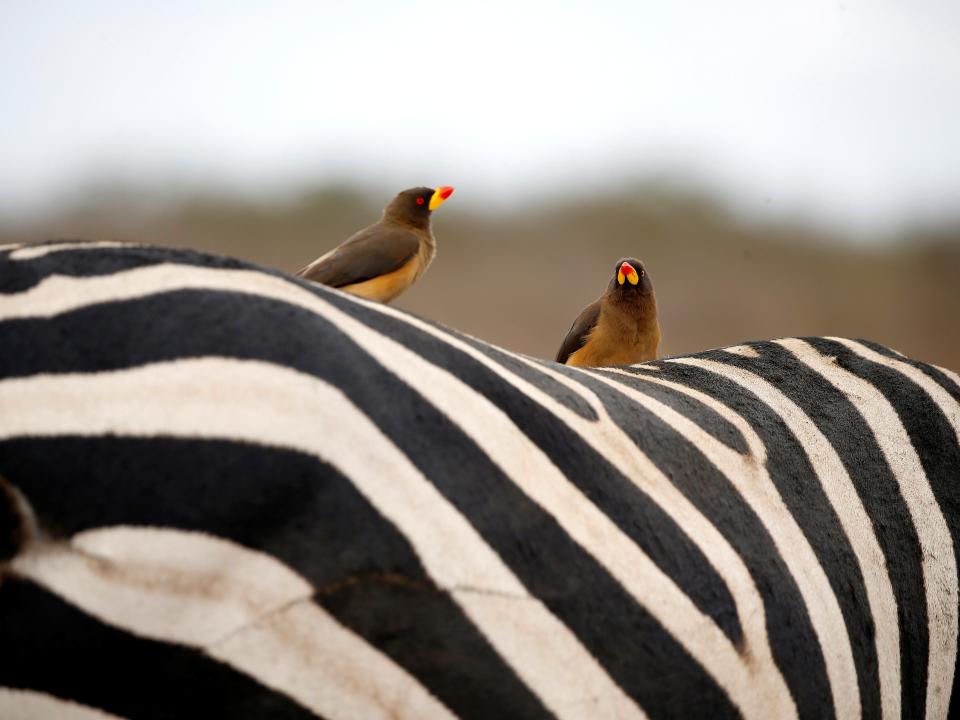 Birds on a zebra in Nairobi, Kenya.