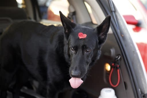 Raina, a 6-year-old German Shepherd, waits in the back of a car after having blood drawn at the University of Pennsylvania veterinary school's animal bloodmobile in Harleysville, Pa. 