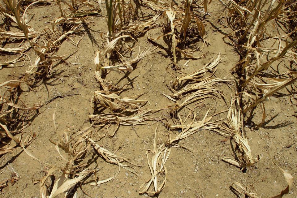 FILE - Corn stalks struggling amid a drought lie on the ground in Farmingdale, Ill. A new study finds that climate change is making droughts faster and more furious — and especially one fast-moving kind of drought that can take farmers by surprise. (AP Photo/Seth Perlman, File)