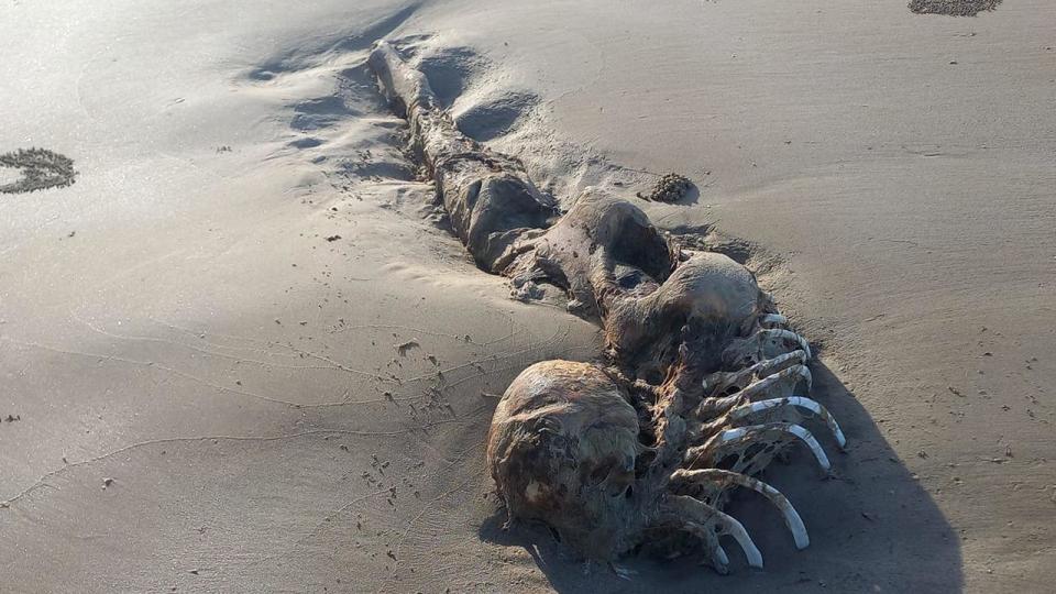 The creature was found on Long Beach in Keppel Sands. Photo: Bobbi-lee Oates