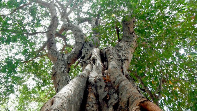 El árbol puede llegar a medir hasta 45 metros de altura.