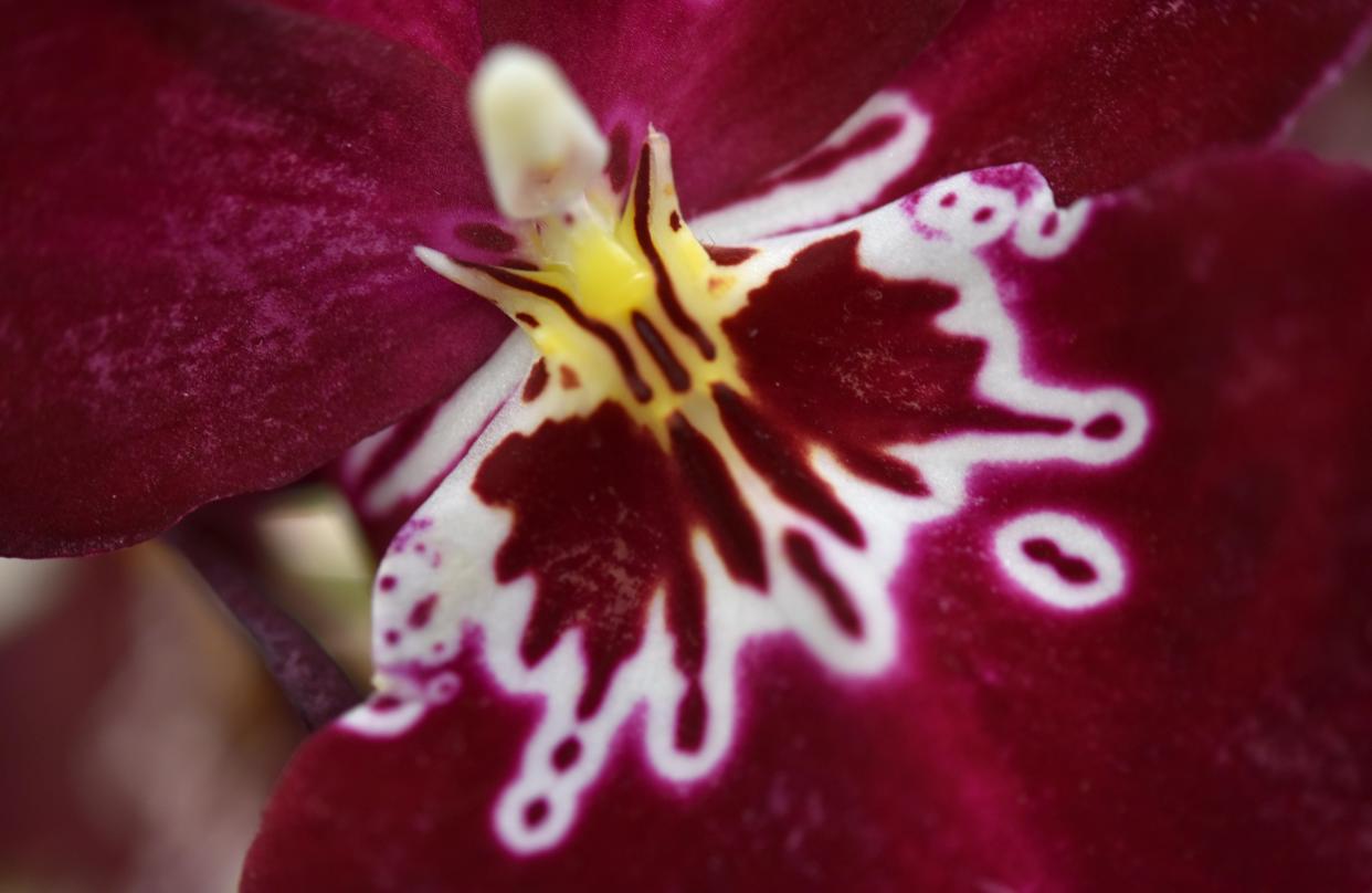 A rainbow of colors await to brighten a gray Cape Cod weekend last year at the Cape and Islands Orchid Society's annual orchid show. The show runs Jan. 20-21 this year.