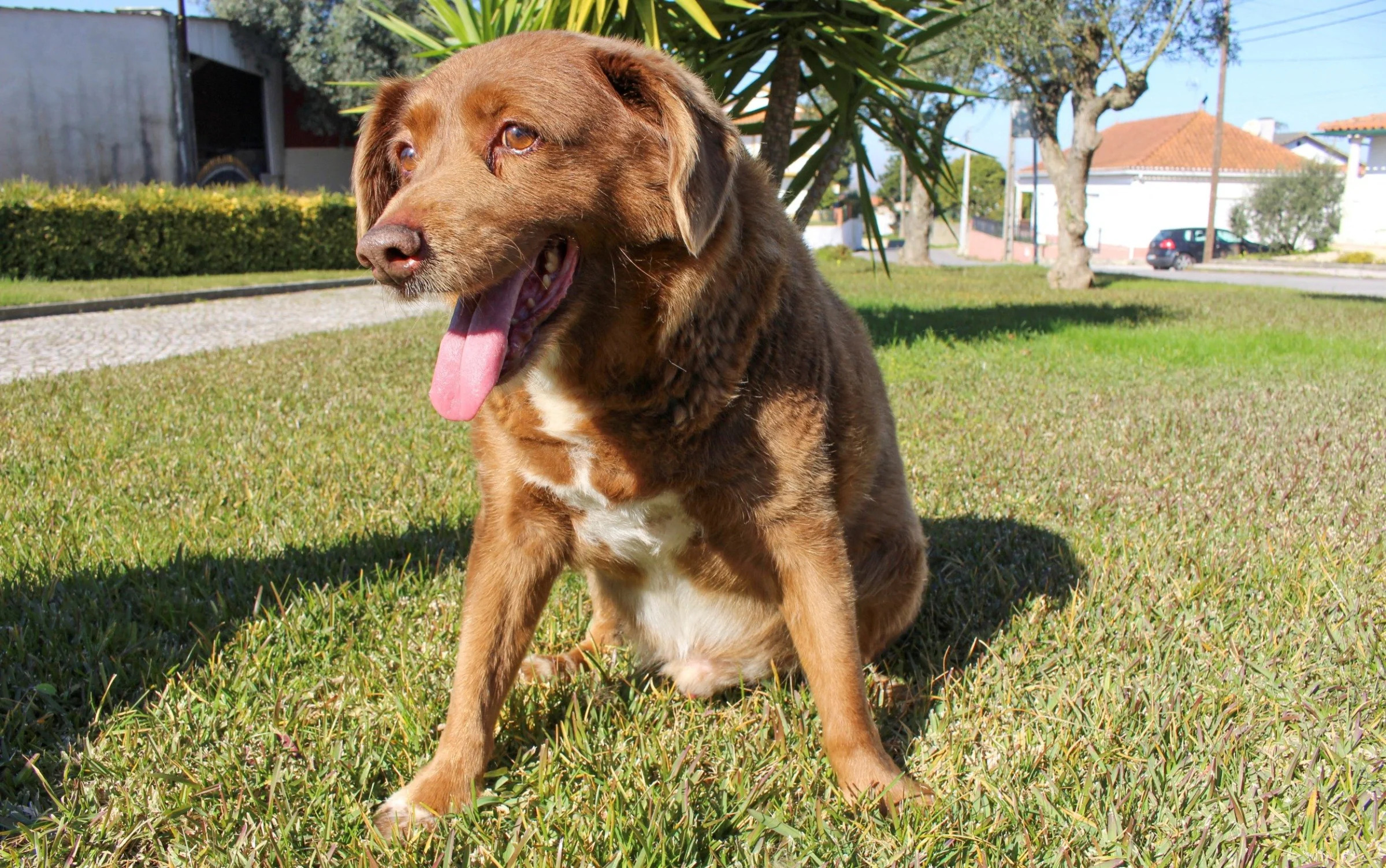 Bobi lived a life off the lead and was free to explore the Portuguese village where he lived