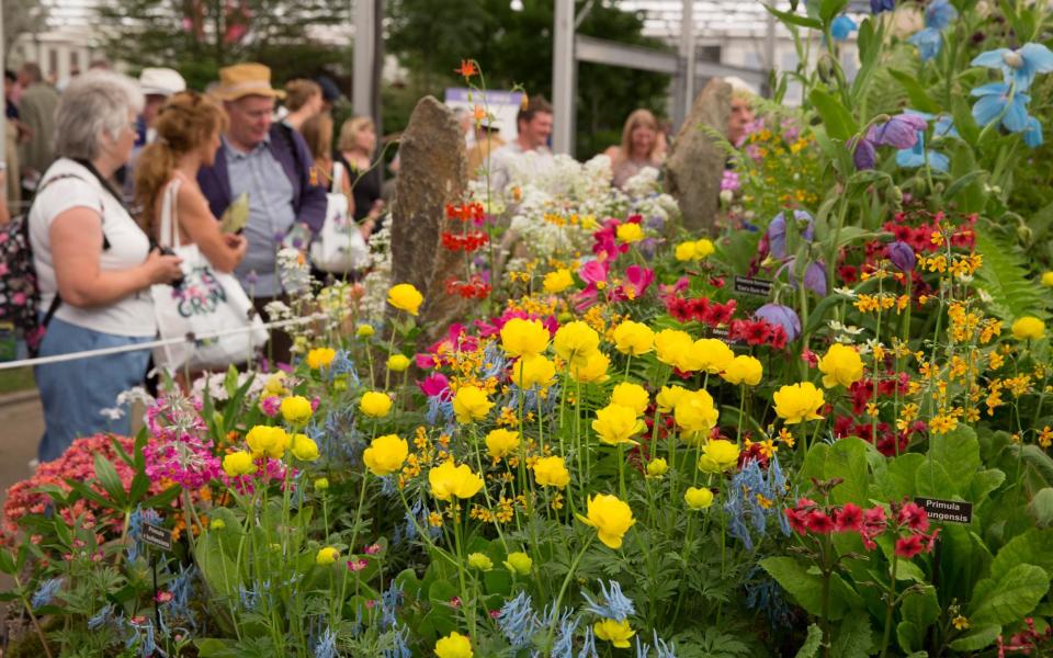 Kevock Garden Plants at The RHS Chelsea Flower show in 2018  - Heathcliff O'Malley