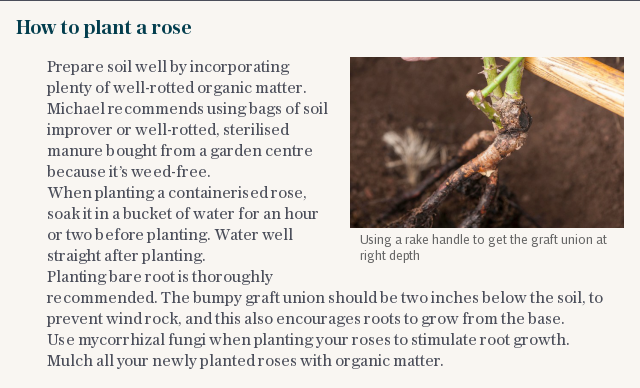 How to plant a rose