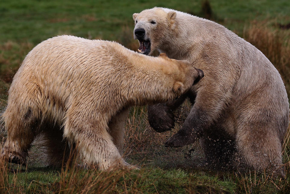 Polar bear