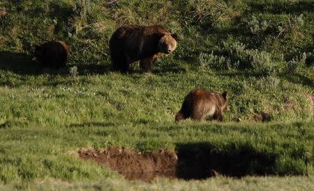 A grizzly bear and her two cubs in the Hayden Valley in Yellowstone National Park, Wyoming, June 24, 2011. Grizzly bears are most often found in the open spaces of the park. REUTERS/Jim Urquhart