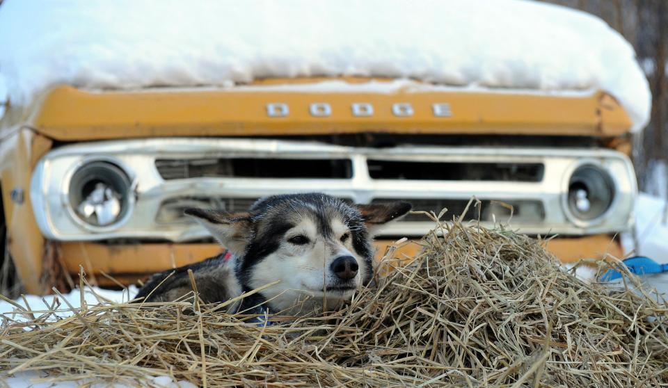 A dog that belongs to Ralph Johannessen, from Dagali, Norway, rests on a bed of straw at the Takotna, Alaska checkpoint during the Iditarod Trail Sled Dog Race on Thursday, March 6, 2014. (AP Photo/The Anchorage Daily News, Bob Hallinen)