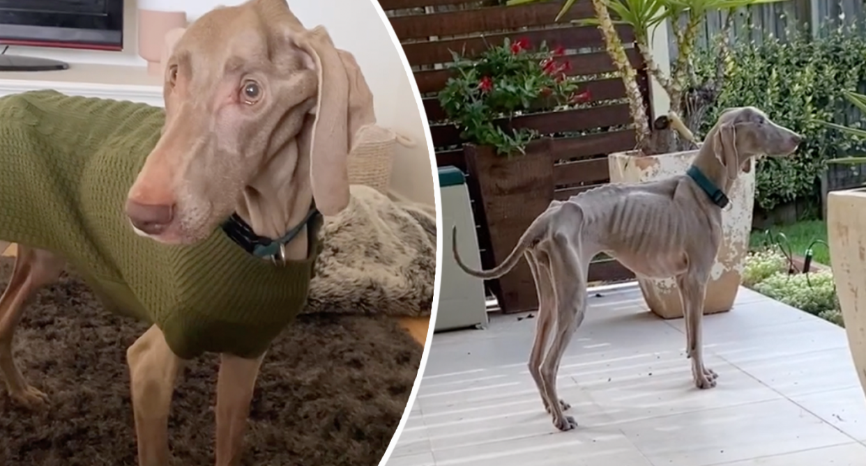 Harlow the Weimaraner was once described as 'the sickest dog' an animal hospital had ever seen. Source: Instagram 