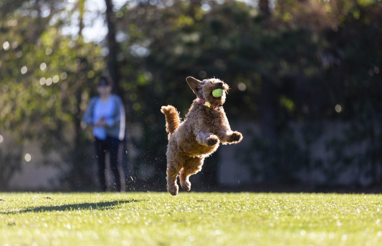 Miniature golden doodle leaps up for a tennis ball playing fetch on a park field.