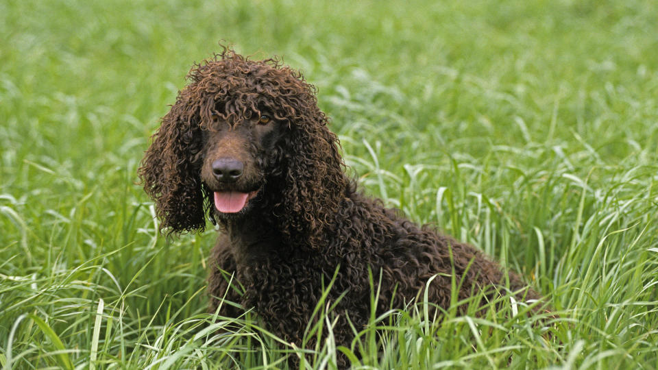 Irish water spaniel