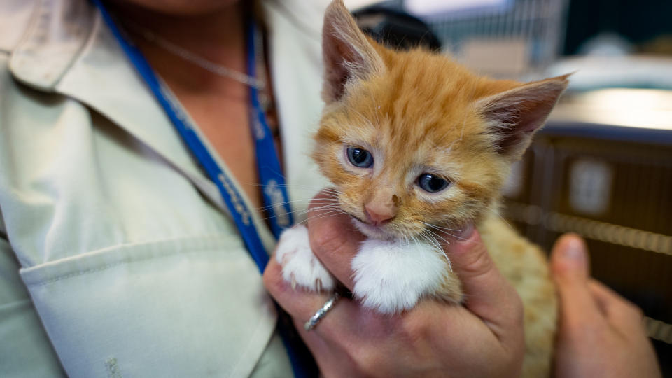 Photo shows the injured kitten being held by a woman. Source: RSPCA QLD