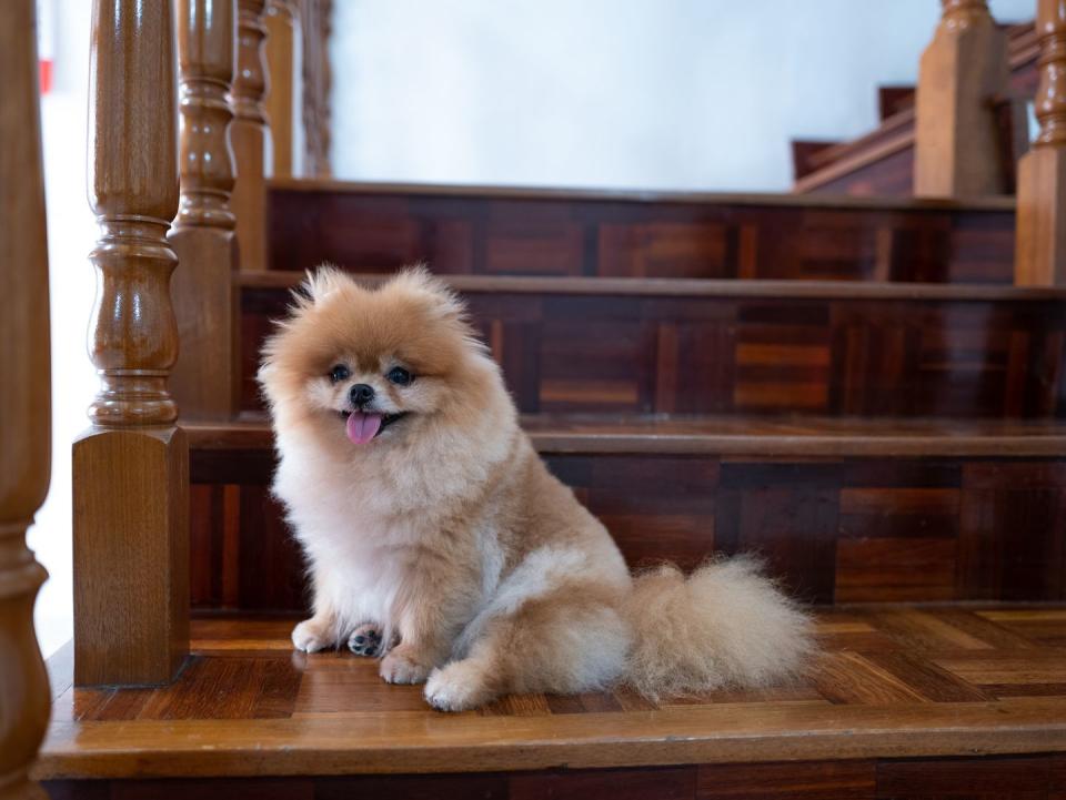 Pomeranian