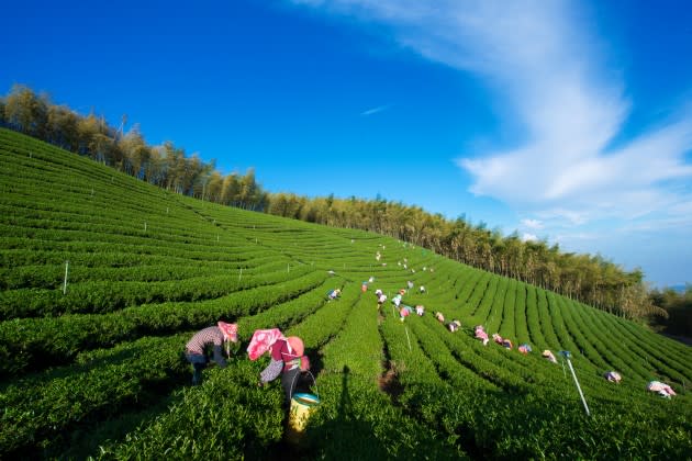 採茶季，名間鄉的工人們穿梭阡陌之間。在這個南投縣茶產量最大的茶區，每10個人就有7個工作與茶有關。 圖片來源：南投縣政府提供
