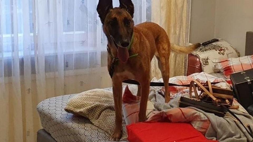 Ein Suchhund der Polizei steht in einer Wohnung auf einem Bett. Sechs mutmaßliche Drogenhändler sind bei einer Razzia in Berlin verhaftet worden.