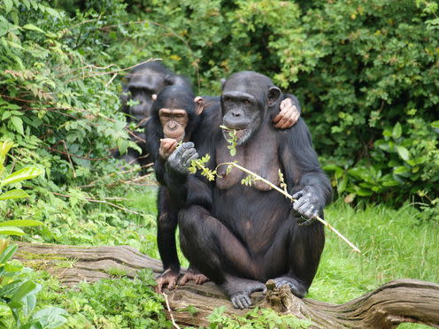 <span class="caption">Chimpanzees self medicate by eating rough leaves to get rid of parasites.</span> <span class="attribution"><span class="source">Nigel Swales/wikimedia</span>, <a class="link " href="http://creativecommons.org/licenses/by-sa/4.0/" rel="nofollow noopener" target="_blank" data-ylk="slk:CC BY-SA;elm:context_link;itc:0;sec:content-canvas">CC BY-SA</a></span>