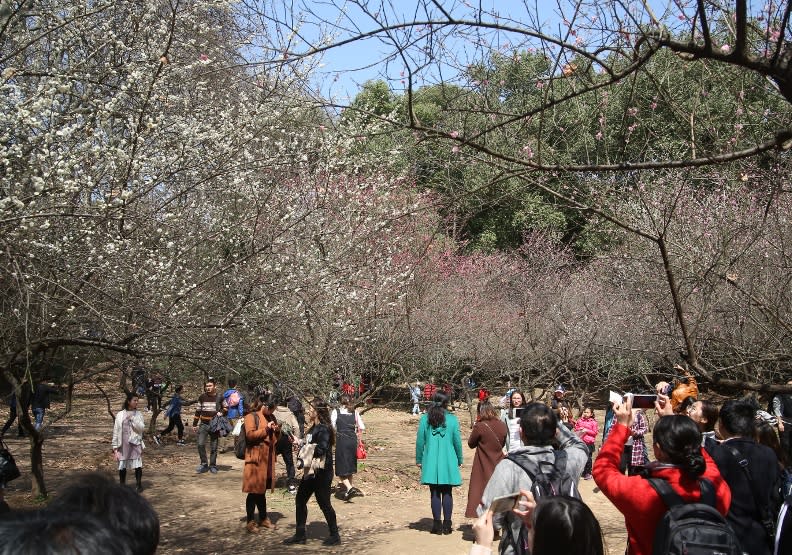 武漢大學著名的櫻花大道。蘇義傑攝