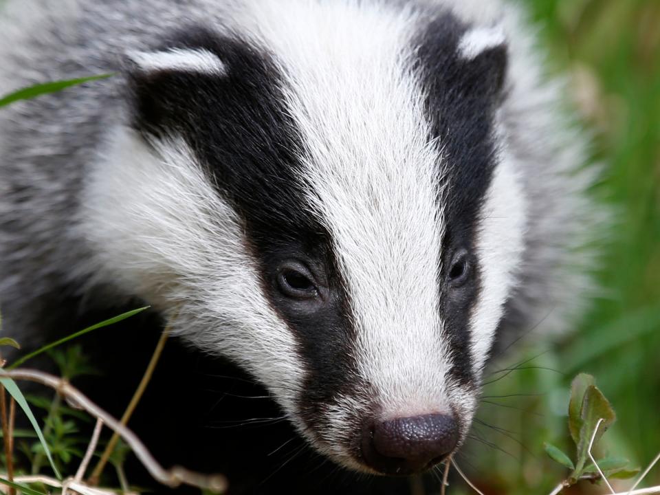 badger