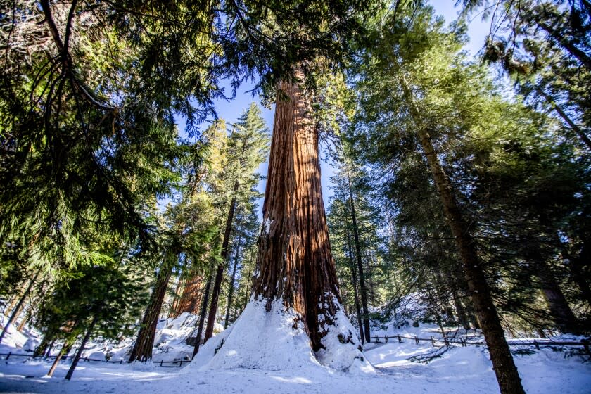 KING CANYON NATIONAL PARK, CA - DECEMBER 19: General Grant Tree is the worlds third largest tree on Sunday, Dec. 19, 2021 in King Canyon National Park, CA. (Francine Orr / Los Angeles Times)