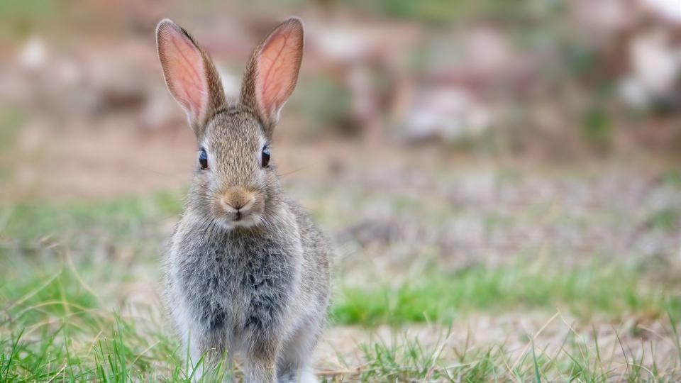 Baby rabbit