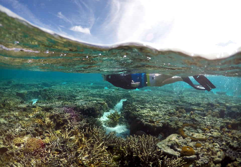 <p>A tourist snorkels above coral in the lagoon located on Lady Elliot Island and 80 kilometers north-east from the town of Bundaberg in Queensland, Australia, June 9, 2015. UNESCO World Heritage delegates recently snorkeled on Australia’s Great Barrier Reef, thousands of coral reefs, which stretch over 2,000 km off the northeast coast. Surrounded by manta rays, dolphins and reef sharks, their mission was to check the health of the world’s largest living ecosystem, which brings in billions of dollars a year in tourism. Some coral has been badly damaged and animal species, including dugong and large green turtles, are threatened. UNESCO said the reef’s outlook was “poor”. (David Gray/Reuters) </p>