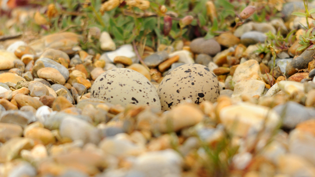 Two eggs in an oystercatcher nest amidst the shingle on an Essex beach - showing how vulnerable the nests are 
