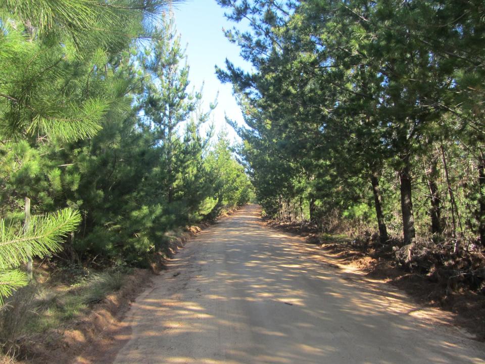 <span class="caption">Monocultivo forestal comercial en Chile central.</span> <span class="attribution"><span class="source">Juli G. Pausas</span>, <span class="license">Author provided</span></span>