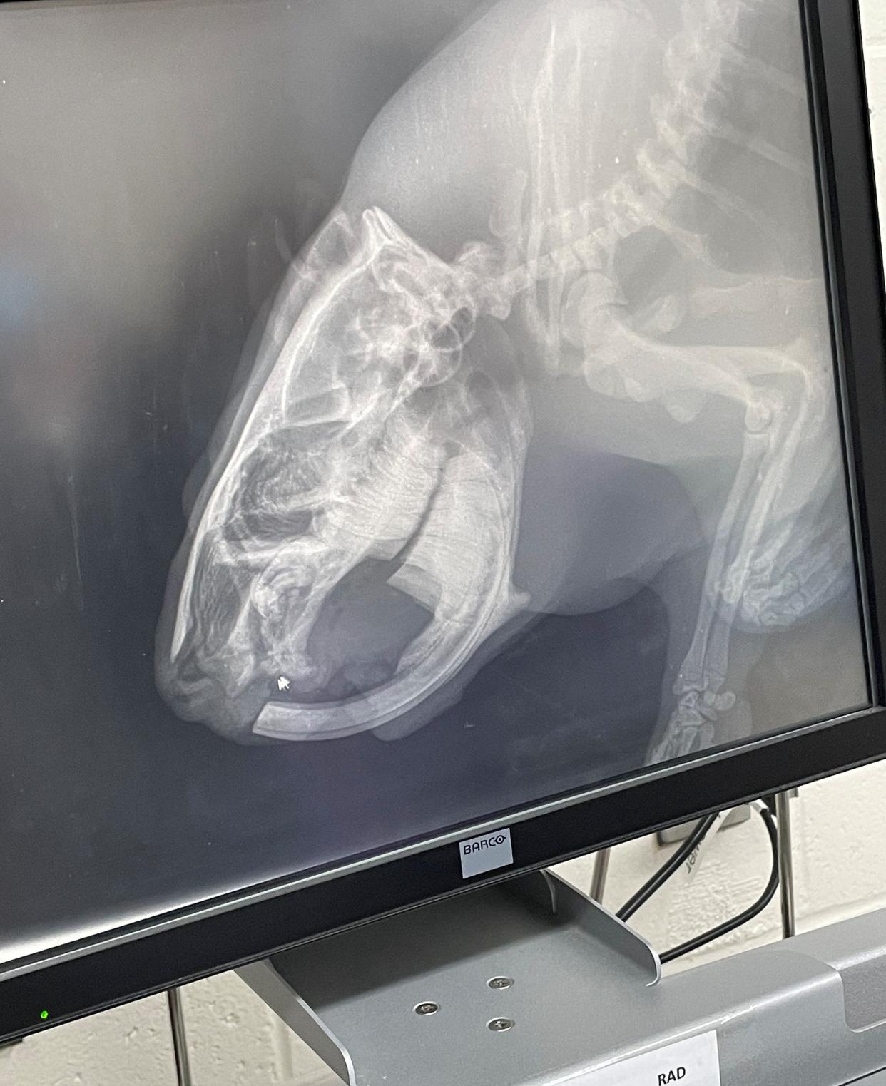 This file photo shows an X-ray image, taken on April 22, 2021, of the skull and teeth of Frances, a North American beaver who lived at the Utica Zoo. At the time, Frances' top teeth had already fallen out and he needed dental work. Frances died in December 2023.