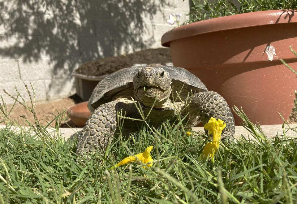 Dotty the desert tortoise enjoys a snack of yellow trumpet flowers in Scottsdale, Ariz., on May 4, 2023. The surprising warmth of these ancient cold-blooded creatures has made them popular pets for families with pet dander allergies and for retirees. (AP Photo/Alina Hartounian)