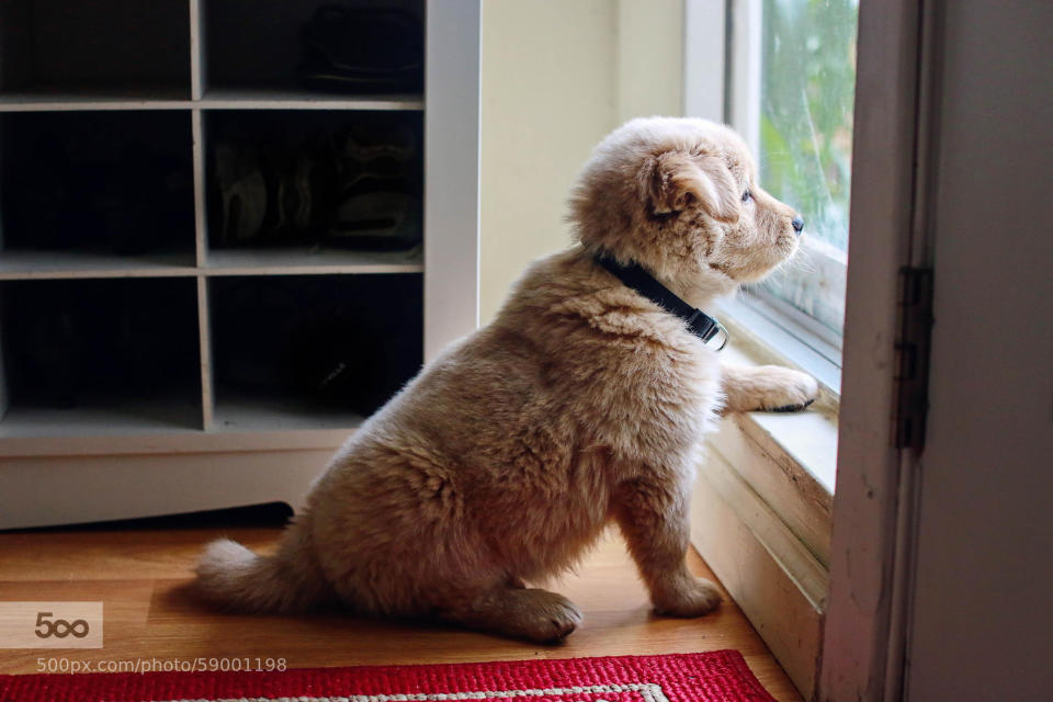 Henry the Golden Retriever pup looks longingly out the window. Hoping he'll soon get to go out and play, I'm sure!