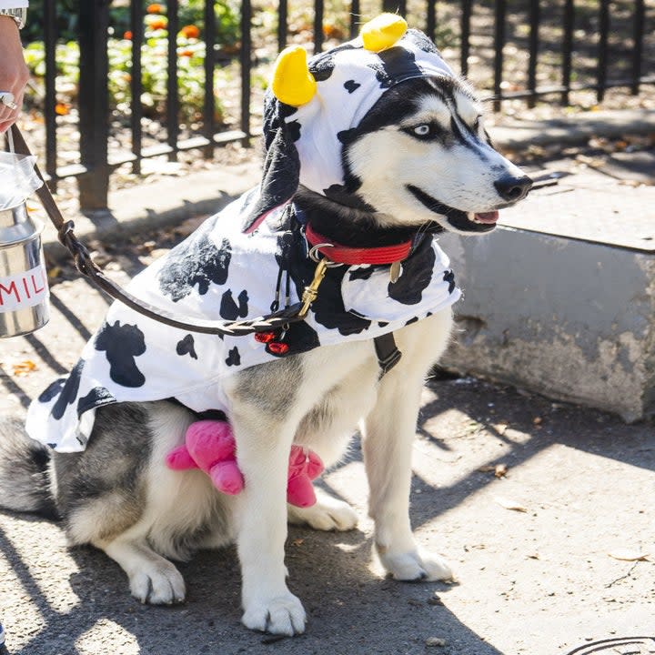 a dog dressed as a cow