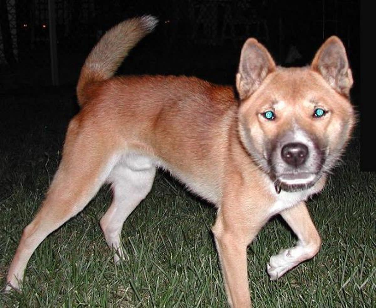 New Guinea Singing Dogs were thought to be extinct in the wild, reseach shows that they may not be   (Wikimedia Commons)