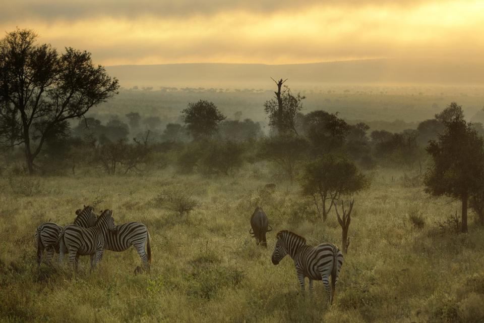 Misty morning with Zebras and wildebeest in Kruger National Park, South Africa