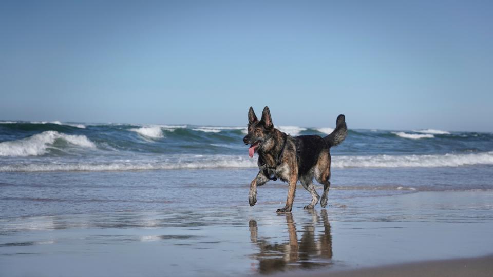 Dutch shepherd dog