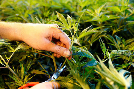 Marketing chief Boris Blatnik of Swiss cannabis producer KannaSwiss cuts off a branch of a cannabis plant in the company's greenhouse in Koelliken, Switzerland March 20, 2017. REUTERS/Arnd Wiegmann