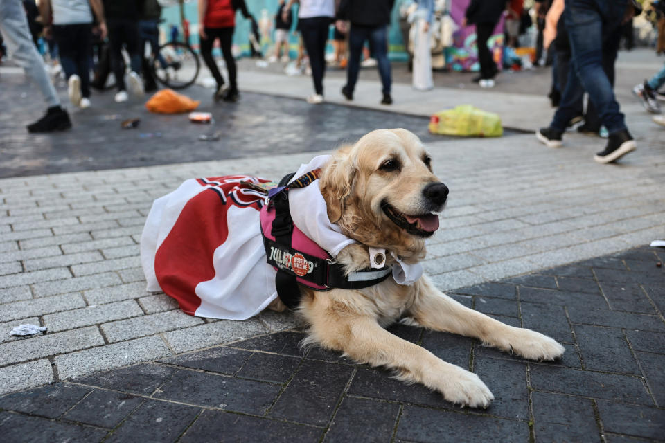 It's not just humans who are happy – this dog wears an England flag to support the team.